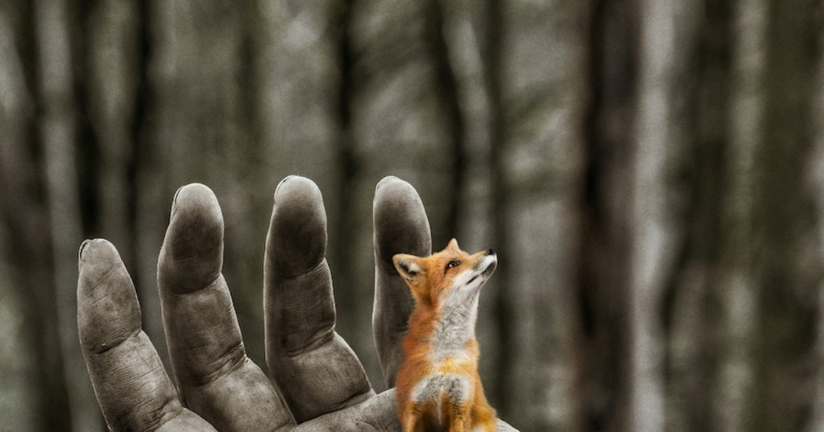 The Cunning Little Vixen